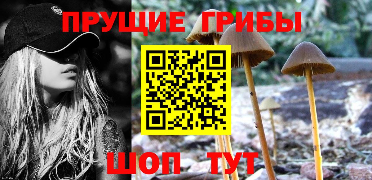 Псилоцибиновые грибы мицелий Каменск-Шахтинский